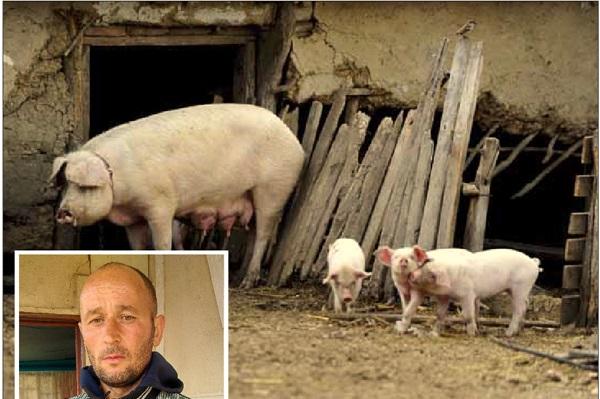 Nu e glumă, nu e banc! Doi bărbați din Vaslui vor să-și ducă porcii la spital, pentru testul de s&acirc;nge, ca să afle dacă-s frați