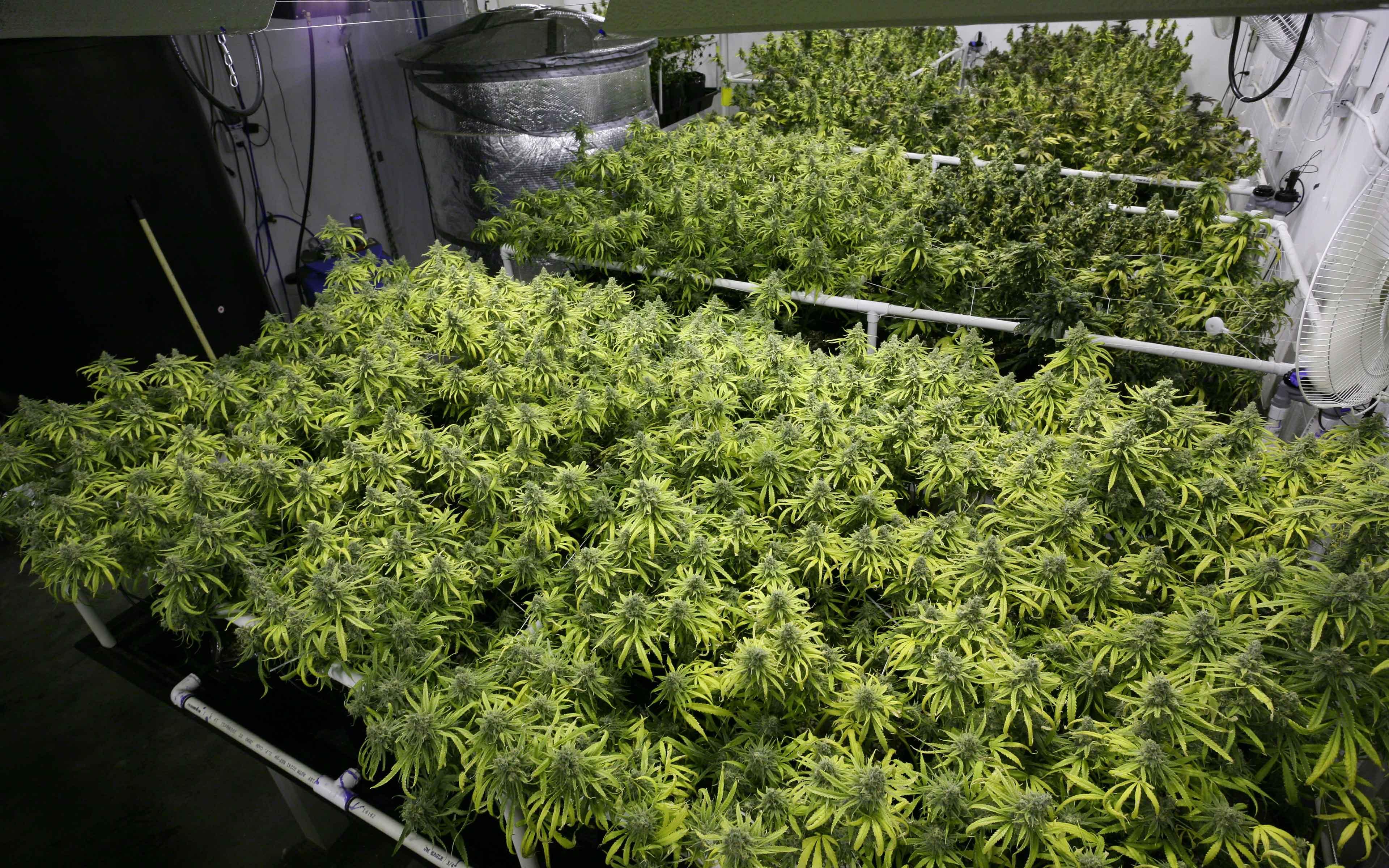 Canabisul, v&acirc;ndut &icirc;n farmaciile din Uruguay, &icirc;ncep&acirc;nd din iulie. Fiecare consumator va putea cumpăra maximum 10 grame pe săptăm&acirc;nă. Ce preț va avea