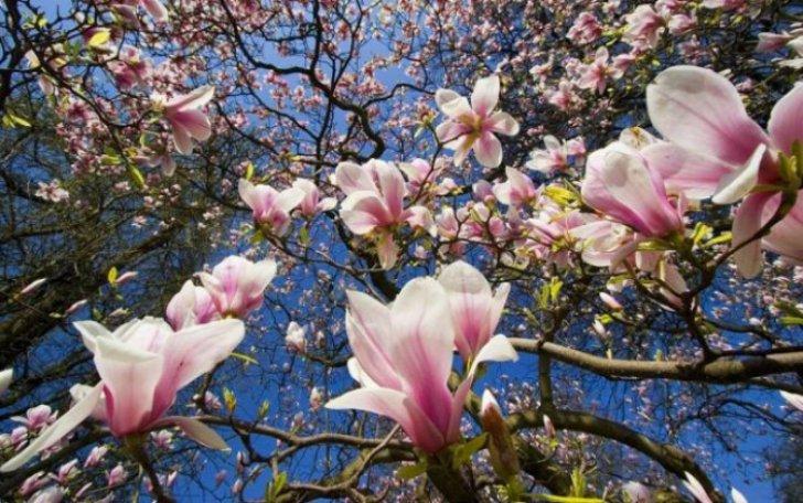 Veşti bune de la meteorologi! De Florii, VREMEA se anunţă frumoasă, cu temperaturi p&acirc;nă la 22 de grade