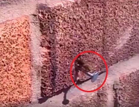VIDEO INEDIT / O albinuță vânjoasă reușește să scoată un cui dintr-un perete. Clipul acesta este cu adevărat impresionant