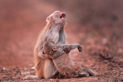 Fotografia anului? O maimuțică își plânge puiul pe care-l crede mort, lovit de o mașină. ”O oră n-am putut respira!”
