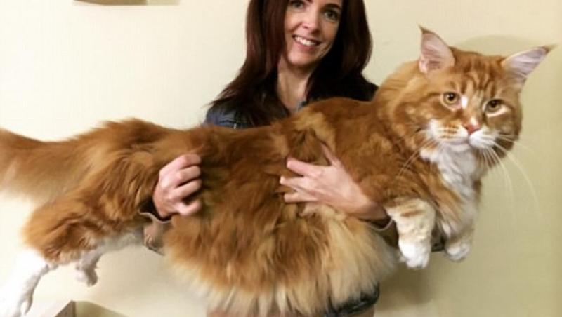 Omar, cea mai mare pisică din lume. Cântărește 14 kg și se hrănește cu carne de cangur. Imaginile au făcut senzație pe internet!