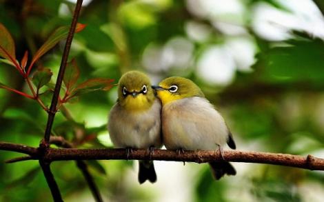 Din categoria ”Știați că?” De ce păsările, care nu au corzi vocale, cântă atât de tare primăvara? Explicația este extrem de interesantă