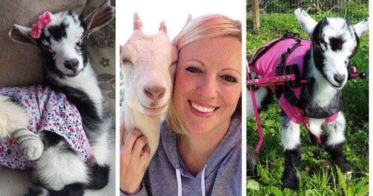 O femeie și-a transformat casa &icirc;ntr-un adăpost pentru căprițele cu nevoi speciale: "Nu ştiu că ceva este &icirc;n neregulă cu ele şi luptă cu toate puterile"