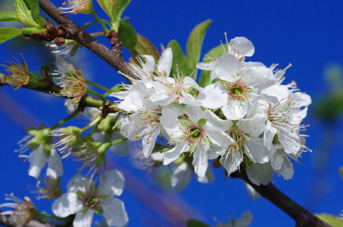 Gata, vine (primă)vara! Meteorologii au  vești bune! Adio umbrele, haine groase și coduri galbene!