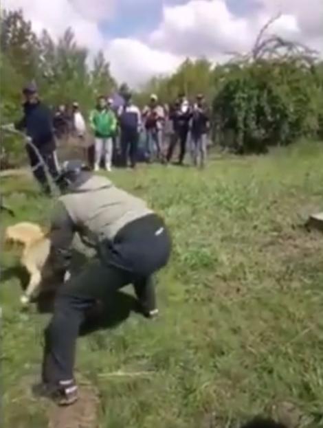 Localnicii au prins un lup și l-au legat! Au urmat adevărate clipe de teroare!