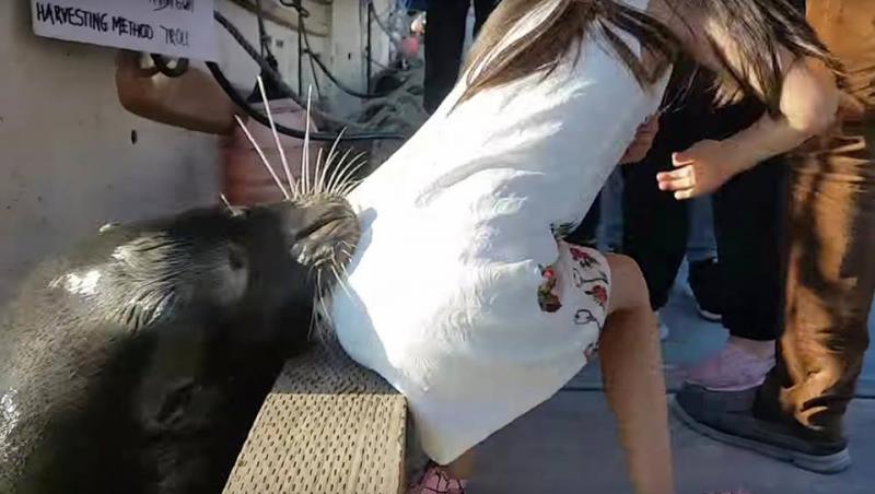 Momente traumatizante pentru o fetiţă, după ce un leu de mare a muşcat-o şi a tras-o în apă. VIDEO