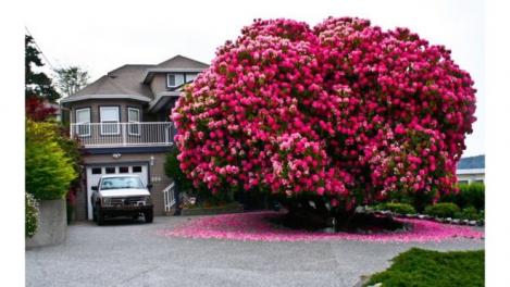 Oare despre el o fi cântat Șeicaru în „Copacul îndrăgostit”? Fotografia unui rododendron uriaş, supranumit ”Lady Cynthia”, a devenit virală