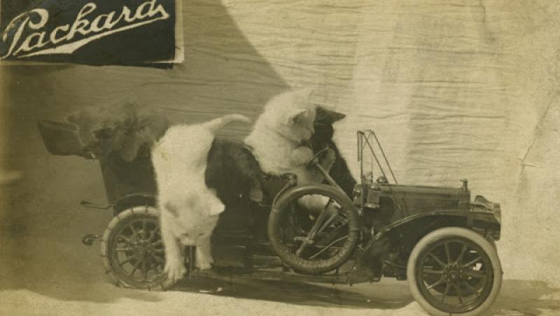Cățeluși agățați pe sârma de rufe și „înhămați” la căruță, ursuleți acrobați și pisicuțe la volan: o GALERIE FOTO de care te vei îndrăgosti