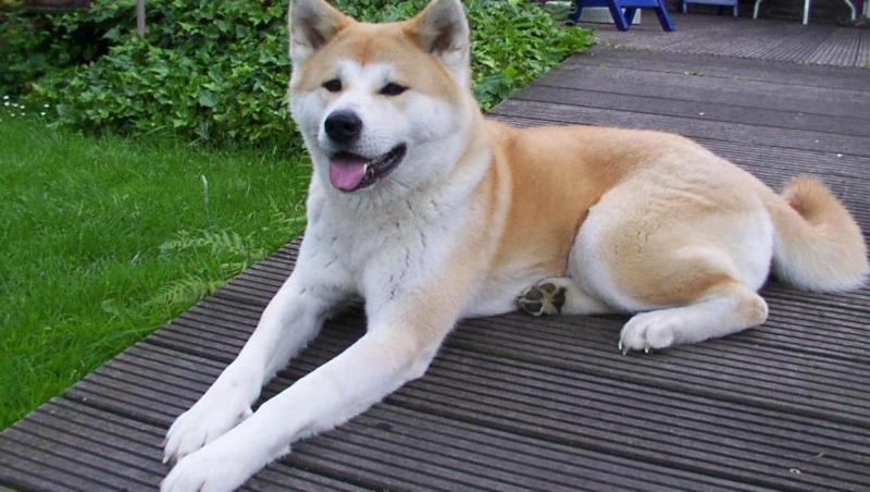 Akita Inu, câinele japonez care a dat naștere celei mai frumoase legende! Ce trebuie să știi despre această rasă?