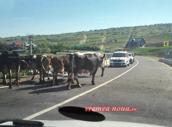 Poza zilei vine din Vaslui! Duelul greilor în trafic: Poliția versus cireada de vaci: “Văcuțele parcă o făceau intenționat!”