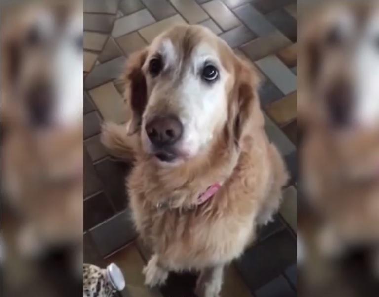 Reacția unui Labrador, &icirc;n momentul &icirc;n care află dacă are sau nu cancer. Stăp&acirc;na este cea care &icirc;i dă vestea. Momentul este absolut emoționant