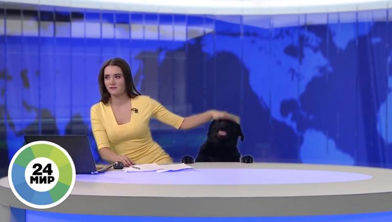 VIRAL. Un jurnal de știri din Rusia,  întrerupt de un... labrador simpatic. Prezentatoarea a fost luată prin surprindere de năzdrăvanul negru. Momentul este absolut delicios!