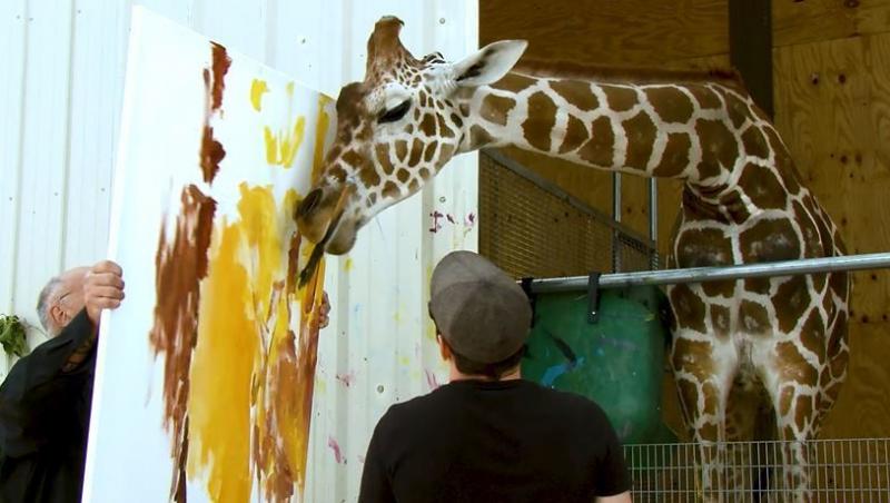 Ozzie, girafa care pictează și 