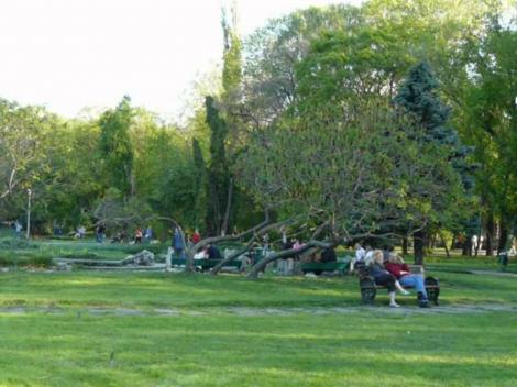 Atenție, părinți! Parcurile și spațiile verzi din Capitală sunt invadate de căpușe!