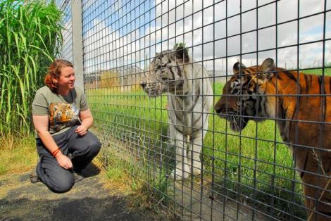 Panică la o grădină zoologică din Marea Britanie. O îngrijitoare a fost ucisă de un tigru. Vizitatorii au fost evacuați imediat