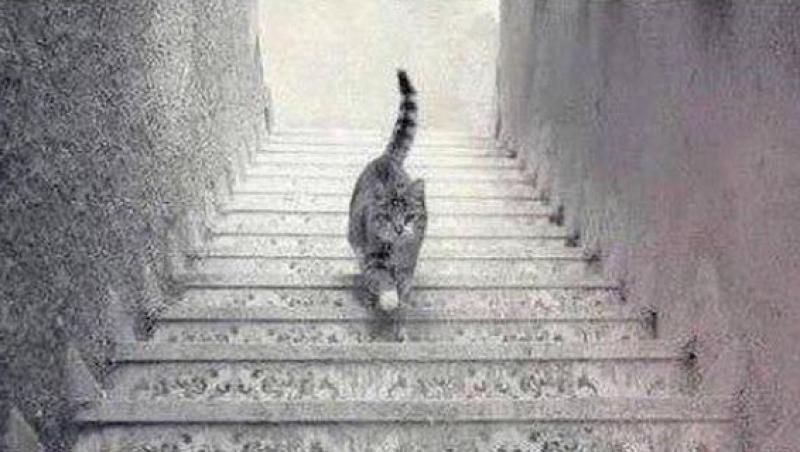 Iluzie optică de milioane! Oameni din întreaga lume privesc imaginea și nu găsesc răspunsul! Tu înțelegi ce face pisica din poză?
