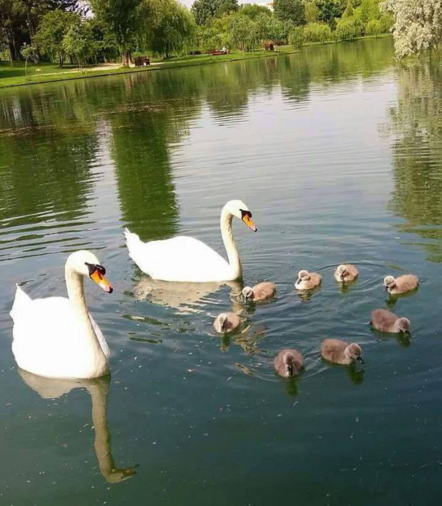 Opt pui de lebădă, furaţi din Parcul IOR. Primarul sectorului 3: "Unii nu au &icirc;nţeles că locul acestora este alături de părinţii lor"