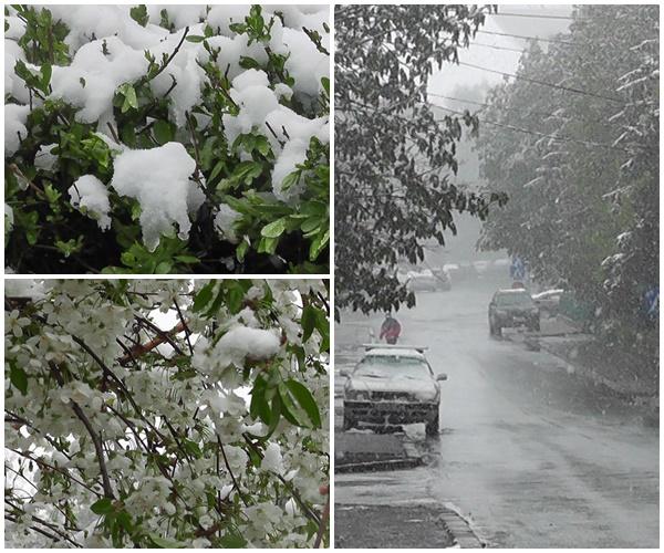 Dezastru &icirc;n toată Rom&acirc;nia. Vremea capricioasă a cauzat deja pierderi uriașe pentru pomicultori!