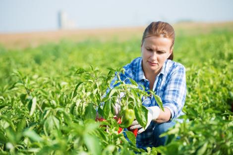 Cum ar putea fermele să salveze economia rurală. Ce pot face țăranii români pentru a câștiga mai bine din agricultură