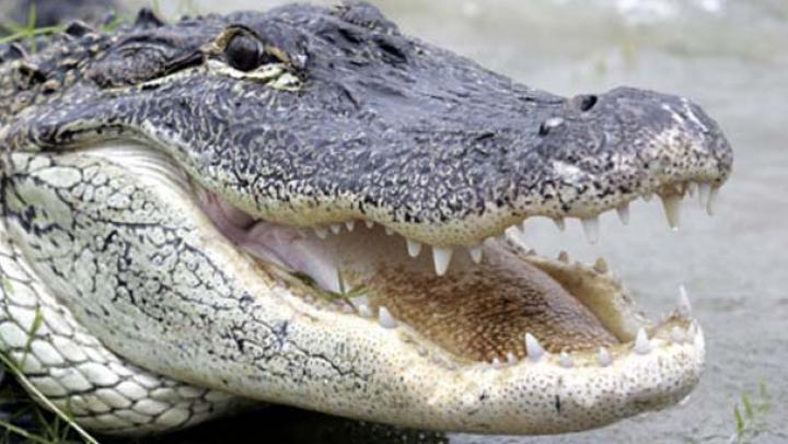 O fetiță a scăpat din fălcile unui crocodil datorită unui sfat &icirc;nvățat &icirc;ntr-un parc de atracții. &Icirc;nvățătura i-a salvat viața!