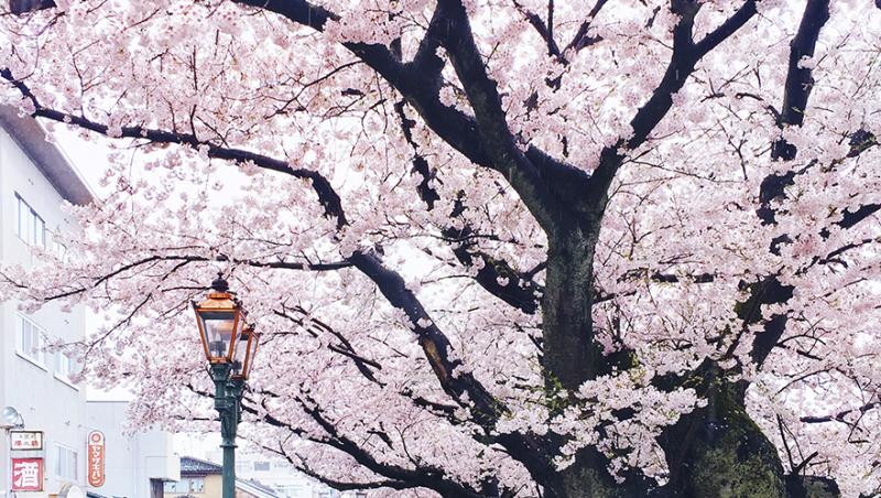 Nu ai ajuns în PARADIS, este doar Japonia! Galerie foto care îţi tăie răsuflarea. Imaginile care te vor convinge să vizitezi KYOTO