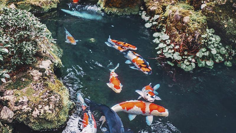 Nu ai ajuns în PARADIS, este doar Japonia! Galerie foto care îţi tăie răsuflarea. Imaginile care te vor convinge să vizitezi KYOTO