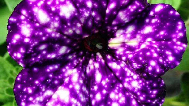 “Cerul nopţii” sunt plantele ce te vor face să le vrei imediat. Incredibilele flori arată ca o galaxie!