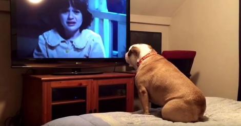 Un câine s-a apucat să se uite la un film horror și reacția lui a devenit virală! Ce a făcut patrupedul