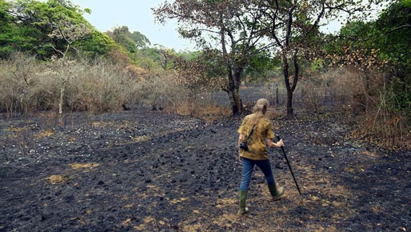 Un cuplu lucrează pentru refacerea unei păduri tropicale de 26 de ani iar rezultatele sunt uimitoare! „N-am simţit niciodată această bucurie, în niciun alt lucru pe care l-am făcut în viaţa mea”