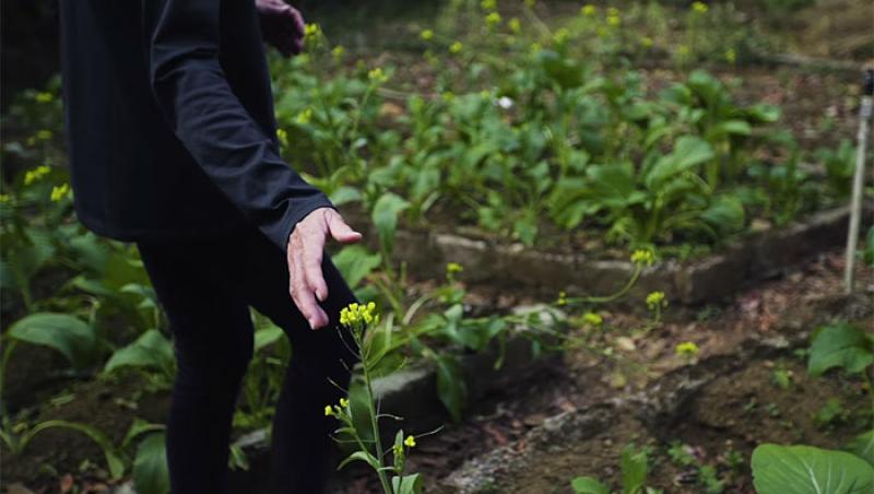 Un cuplu lucrează pentru refacerea unei păduri tropicale de 26 de ani iar rezultatele sunt uimitoare! „N-am simţit niciodată această bucurie, în niciun alt lucru pe care l-am făcut în viaţa mea”