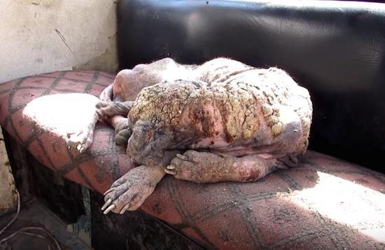 C&acirc;inele bolnav arăta de parcă era acoperit cu piatră, dar transformarea este surprinzătoare! Cum arată acum animalul