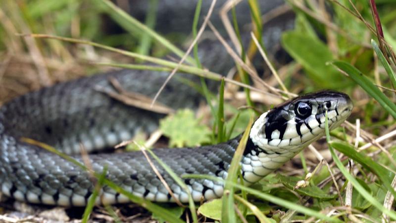 FOTO! Nu, nu e glumă! Într-un județ din România a plouat cu șerpi: ”Am auzit nişte ţipete din zona parcării. Un om avea pe el un șarpe de un metru!”