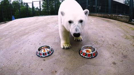 VIDEO: Nika, ursul polar înnebunit după fotbal! Face scheme, se uită la meciuri şi ghiceşte echipele câştigătoare de la Cupa Confederaţiilor