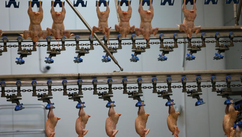 Galerie FOTO! Ce se întâmplă într-o fabrică din Turcia: ”Până ajunge în șaorma e cale lungă!” Procesul de preparare a cărnii de pui, surprins în imagini uimitoare