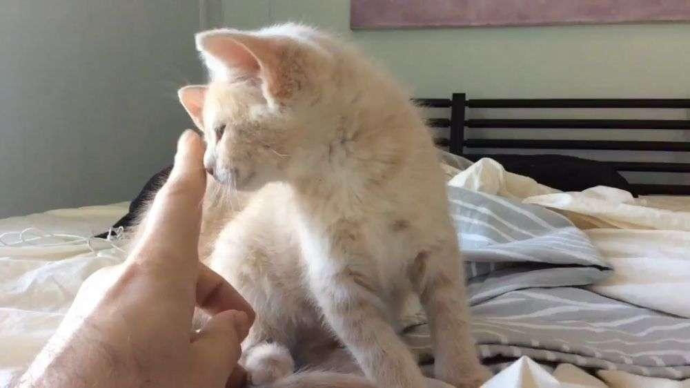 Se &icirc;nt&acirc;mplă &icirc;ntr-un oraș mare din Rom&acirc;nia! Din această vară, pisicile și c&acirc;inii din apartamente vor fi trecuți la &icirc;ntreținere ca o persoană