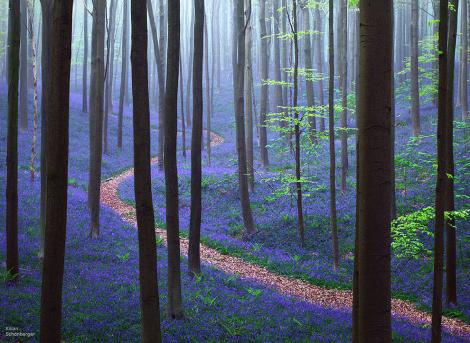 Pădurea albastră! Paradisul ce se transformă în fiecare primăvară într-un loc mistic!