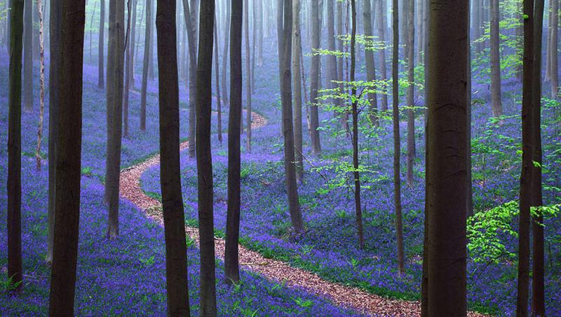 Pădurea albastră! Paradisul ce se transformă în fiecare primăvară într-un loc mistic!