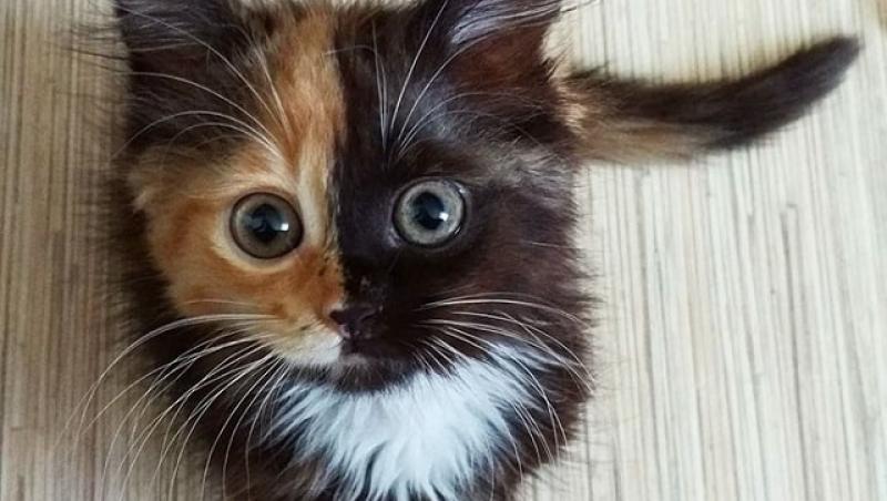 Iana, pisicuța cu două fețe care a cucerit Instagramul a crescut mare și e mai adorabilă ca niciodată! A avut o poveste tristă...