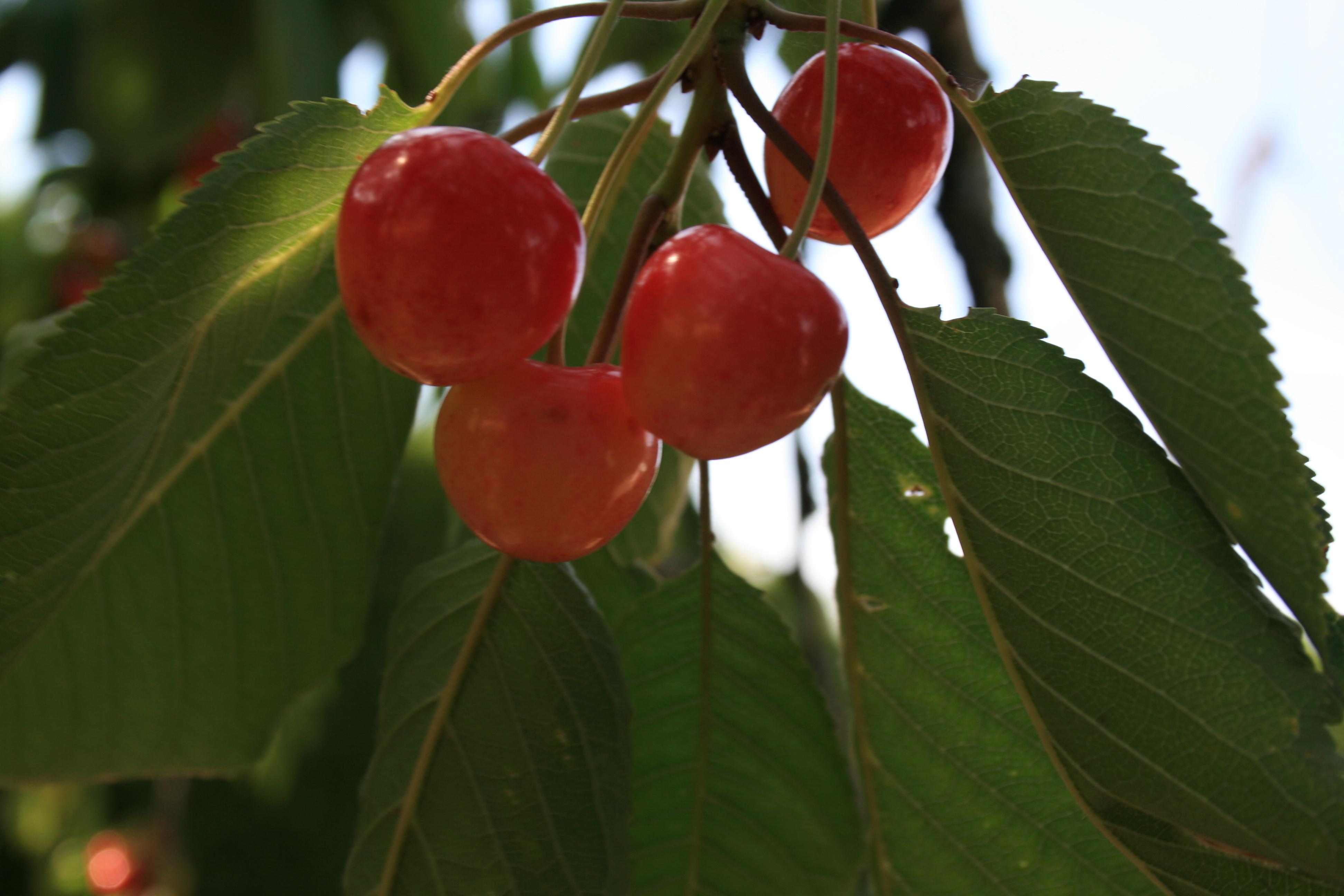 Un Cireșar capricios p&acirc;nă la capăt:  vom avea parte de zile caniculare, dar și de furtuni puternice