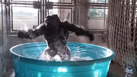Viralul anului! O gorilă s-a dezlănțuit complet atunci când a descoperit piscina! Și ce mișcări amețitoare de dans!