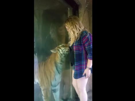 Îţi taie răsuflarea! Un tigru se alintă pe lângă burtica unei femei însărcinate. Clipul este viral!