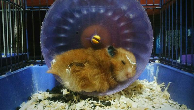 O fetiță și-a văzut hamsterul adormit de câteva zile și l-a dus la veterinar, crezând că e bolnav! Acum tot internetul râde de întâmplare!