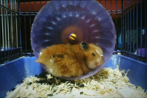 O fetiță și-a văzut hamsterul adormit de câteva zile și l-a dus la veterinar, crezând că e bolnav! Acum tot internetul râde de întâmplare!