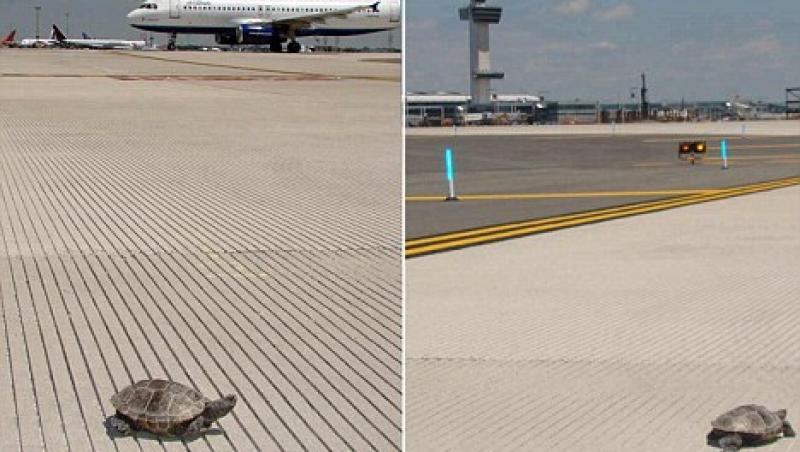 Nebunie curată pe unul dintre cele mai aglomerate aeroporturi din lume! Zeci de broaşte ţestoase au întârziat zborurile târându-se nestingherite pe piste