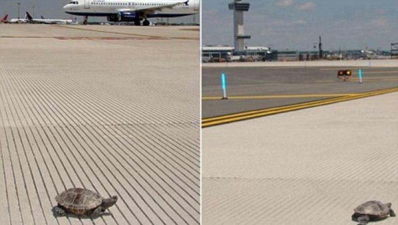 Nebunie curată pe unul dintre cele mai aglomerate aeroporturi din lume! Zeci de broaşte ţestoase au întârziat zborurile târându-se nestingherite pe piste