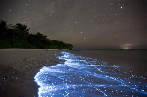 Marea de stele din Maldive, un loc mirific! Insula considerată una dintre cele mai fascinante destinaţii din lume datorită jocului natural de lumini!