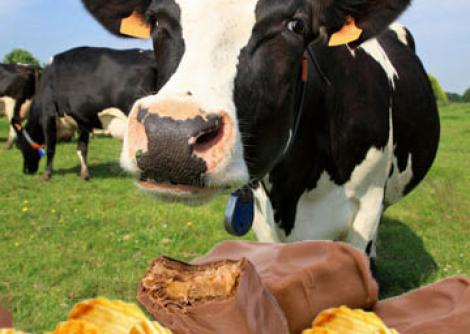 ”Oamenii îmi spun că are un gust special, ne place”! O femeie și-a hrănit vacile cu ciocolată și a creat, astfel, un nou gust pentru carnea de vită
