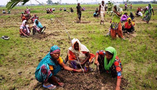 Au dobor&acirc;t toate recordurile! &Icirc;n doar 12 ore au plantat 66 de milioane de copaci, un pas uriaş &icirc;n lupta contra poluării!