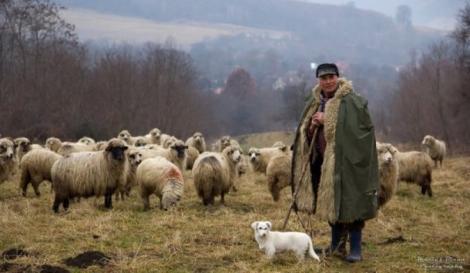 Un localnic din Lăcusteni a dat de ghiulele în plină miriște! "Ciobanul se afla pe câmp, cu oile la păscut și a descoperit proiectilele într-un șanț!"